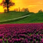 Sunrise on Field of Tulips 