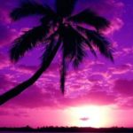 Purple sunset