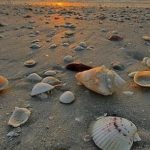 Beautiful sunset glowing orange over the ocean and sea-shell